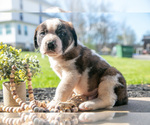 Small #2 Saint Bernard