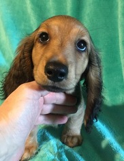 Dachshund Puppy for sale in SILVANA, WA, USA