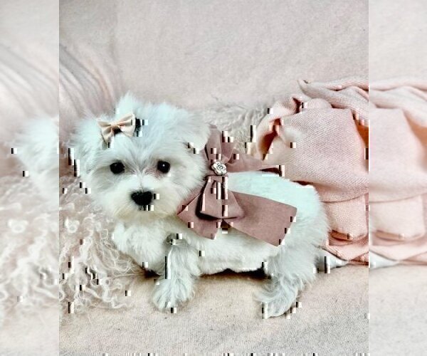 Medium Photo #17 Maltese Puppy For Sale in MIAMI, FL, USA