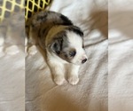Small #3 Australian Shepherd-Miniature Australian Shepherd Mix