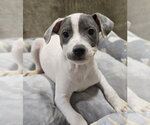 Small #3 American Pit Bull Terrier-Dachshund Mix