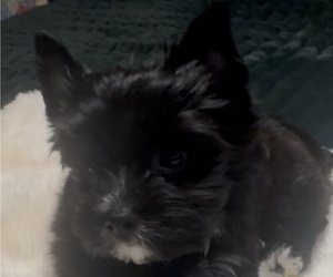 Yorkshire Terrier Puppy for Sale in FORT WORTH, Texas USA