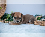 Small Photo #8 Chihuahua-Chorkie Mix Puppy For Sale in FREDERICKTOWN, OH, USA