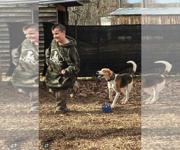 Medium Photo #10 Mutt Puppy For Sale in Rustburg, VA, USA