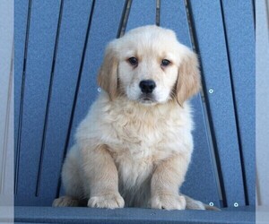 Golden Retriever Puppy for sale in FREDERICKSBURG, OH, USA