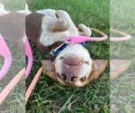 Small Photo #6 Beagle Puppy For Sale in Rustburg, VA, USA