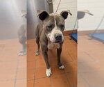 Small Mutt