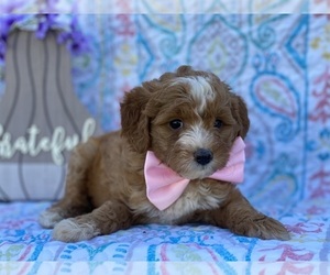 Goldendoodle (Miniature) Puppy for sale in LANCASTER, PA, USA