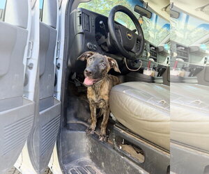Holland Shepherd-Plott Hound Mix Dogs for adoption in Virginia Beach, VA, USA