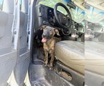 Small Holland Shepherd-Plott Hound Mix