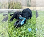 Puppy 1 Goldendoodle-Irish Doodle Mix