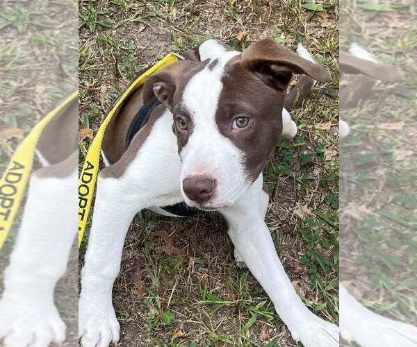 Medium Photo #20 American Pit Bull Terrier-Unknown Mix Puppy For Sale in New York, NY, USA