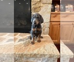 Puppy Blue Boy Two Doberman Pinscher