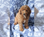 Small #4 Goldendoodle (Miniature)