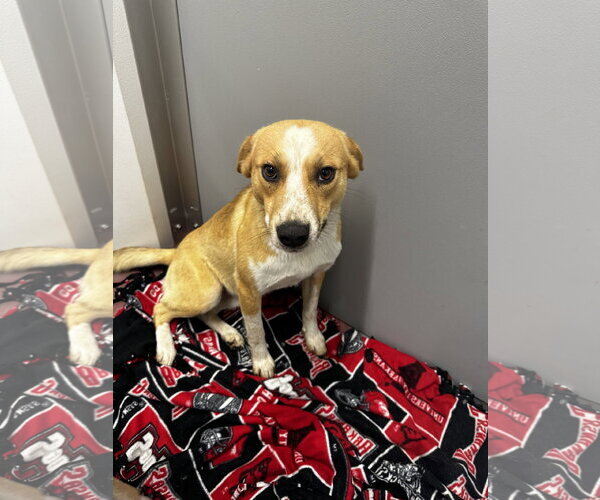 Medium Photo #2 Beagle-Border Collie Mix Puppy For Sale in Corning, AR, USA