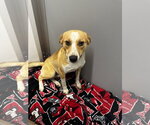 Small #1 Beagle-Border Collie Mix