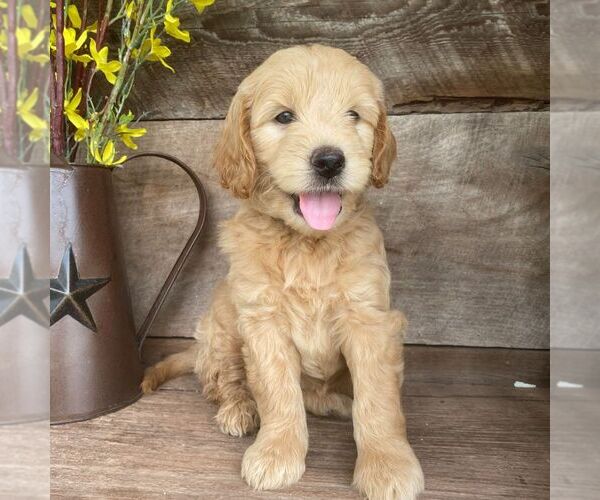 Medium Photo #1 Goldendoodle-Poodle (Miniature) Mix Puppy For Sale in MOHNTON, PA, USA