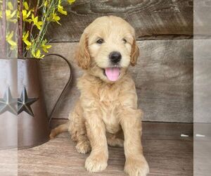 Goldendoodle-Poodle (Miniature) Mix Puppy for sale in MOHNTON, PA, USA