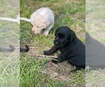 Small Photo #18 Labrador Retriever Puppy For Sale in FRIENDSHIP, WI, USA