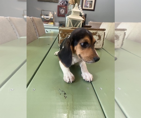 Medium Photo #7 Beagle Puppy For Sale in HAZEL GREEN, AL, USA