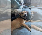 Small #4 Chihuahua Mix