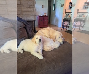 English Cream Golden Retriever Puppy for sale in WASHINGTON, IL, USA