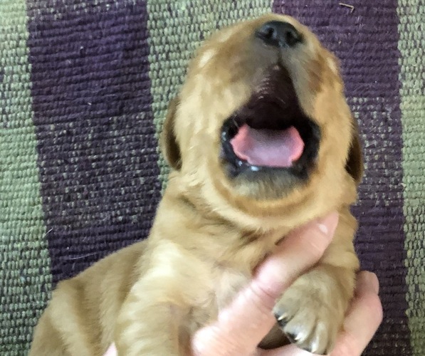 Medium Photo #3 Golden Retriever Puppy For Sale in MCCOMB, MS, USA