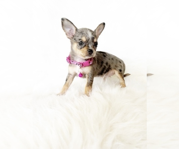 Medium Photo #1 Chihuahua Puppy For Sale in SACRAMENTO, CA, USA