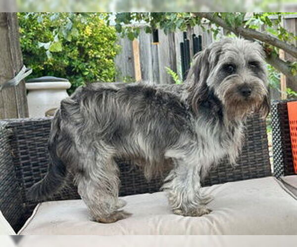 Medium Photo #1 - Mix Puppy For Sale in Fremont, CA, USA