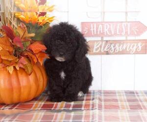 Poodle (Miniature) Puppy for sale in BEL AIR, MD, USA