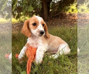 Dachshund Puppy for sale in MIDDLEBURY, IN, USA