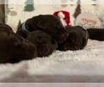 Small #13 Labrador Retriever