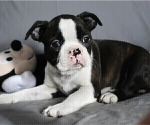 Boston Terrier Puppy for sale in BROOKSVILLE, FL, USA