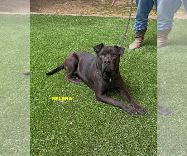 Medium Photo #7 Labrador Retriever-Unknown Mix Puppy For Sale in Woodland Hills, CA, USA