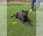 Small #6 Labrador Retriever Mix