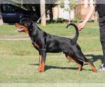 Small Rottweiler