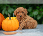 Puppy Houston Poodle (Miniature)