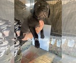 Puppy big momma Cane Corso