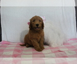 Puppy 5 Goldendoodle-Poodle (Standard) Mix
