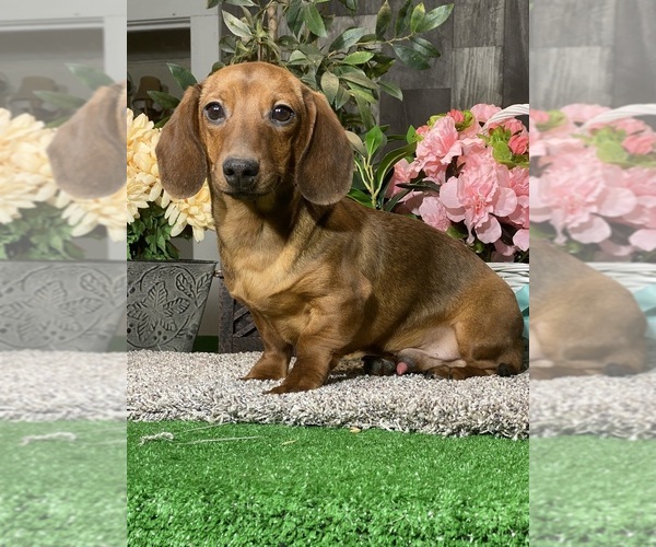 Medium Photo #1 Dachshund Puppy For Sale in CANOGA, NY, USA