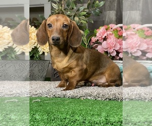 Dachshund Puppy for sale in CANOGA, NY, USA