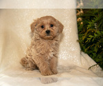 Small Photo #21 Bichpoo Puppy For Sale in LEOLA, PA, USA