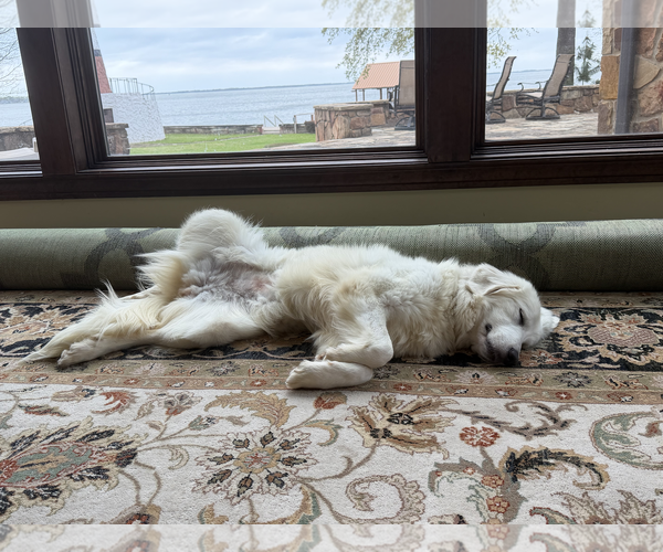 Medium Photo #2 Great Pyrenees Puppy For Sale in Dallas, TX, USA