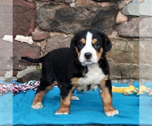 Greater Swiss Mountain Dog Puppy for sale in MANHEIM, PA, USA