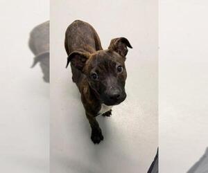 Mutt Dogs for adoption in Lake City, MI, USA