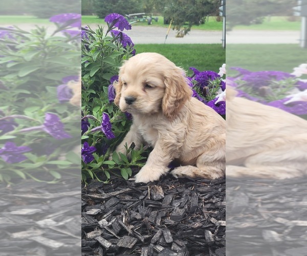 Medium Photo #2 Cocker Spaniel Puppy For Sale in WITHEE, WI, USA