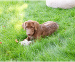 Small #4 Labrador Retriever