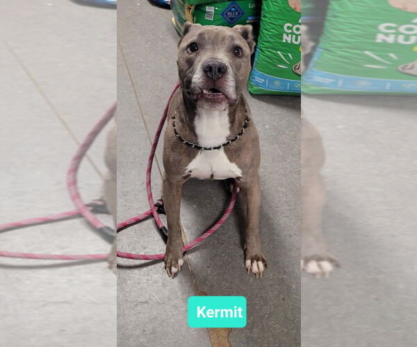 Medium Photo #3 American Pit Bull Terrier Puppy For Sale in Richmond, IN, USA