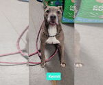 Small #2 American Pit Bull Terrier