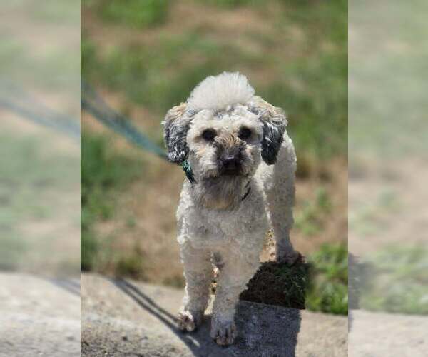 Medium Photo #3 Mutt Puppy For Sale in Boston, MA, USA